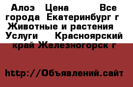 Алоэ › Цена ­ 150 - Все города, Екатеринбург г. Животные и растения » Услуги   . Красноярский край,Железногорск г.